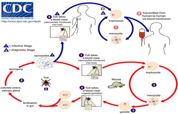 Babesiosis Babesia Life Cycle Intracellular RBC parasite similar to malaria, causes hemolysis Main species infecting humans is B.
