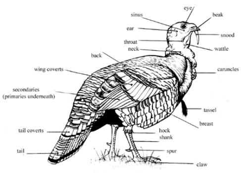 Station #3 Anatomy Beginners- Will be required to identify 5 parts of the Exterior Anatomy of the bird Juniors- Will be required to identify 10 parts Exterior Anatomy of the bird Intermediate- Will