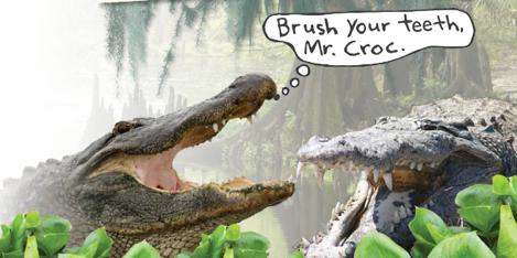 THE WRITING PROCESS Pre-write and Plan Crocodiles and Alligators Crocodiles and Alligators are very different.