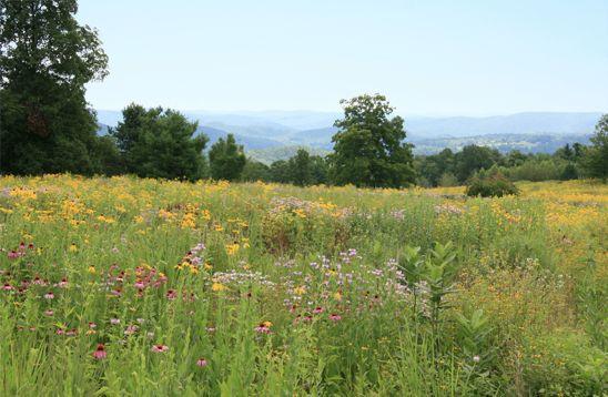 New England Habitats of Interest: Meadow Dry more rapidly than forest Open, little