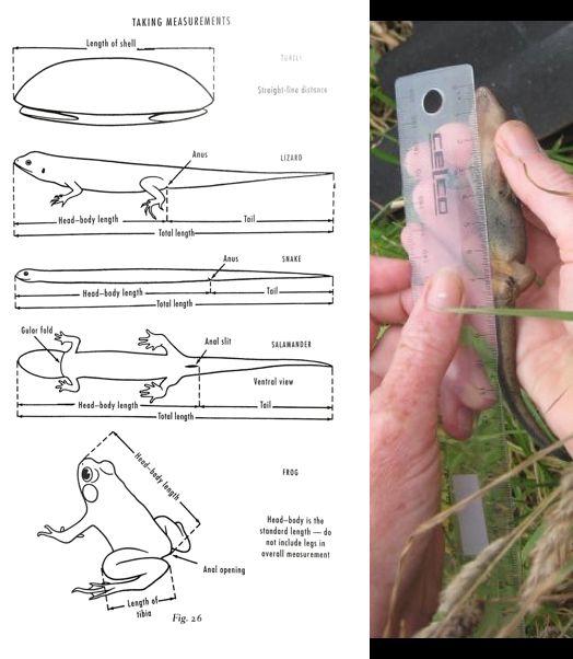 Processing Technique: Field Measurements Snout Vent Length (SVL) used for salamanders, lizards, and snakes Shell