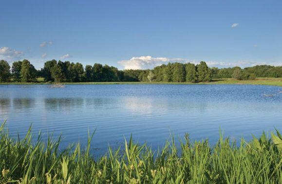 New England Habitats of Interest: Lakes / Ponds Still or slow moving water Mostly permanent Deep water Retains ambient temperature longer Winter - deep warm water