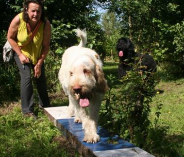 Haxey Hounds Activity Trail Set amongst 7500 trees our trail is a pleasant woodland walk with
