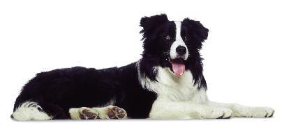 Superior Antioxidant Formula Without a strong immune system, your dog is at greater risk of disease.