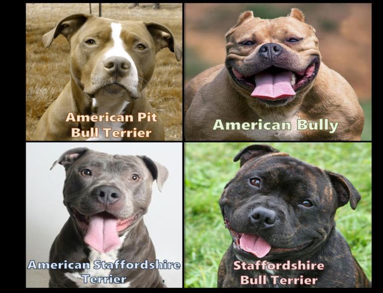 "Pit Bulls Are Not Bullies" 1 Stalwart, loyal companion? Foul-tempered killer? The words pit bull invoke a variety of reactions ranging from fearful distrust to admiring acceptance.