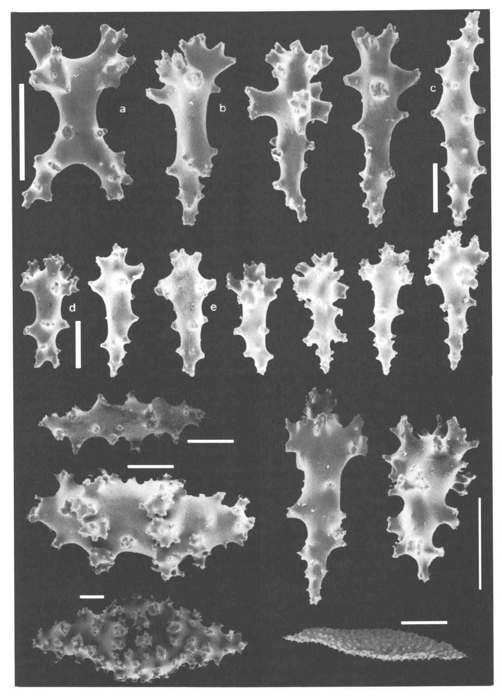 452 Vennam & van Ofwegen. Soft corals from the Laccadives. Zool. Med. Leiden 70 (1996) Fig. 13. Sinularia gravis Tixier-Durivault, 1970 (RMNH Coel.