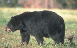 indication. Mature black bears weigh from 220 to 440 lbs.