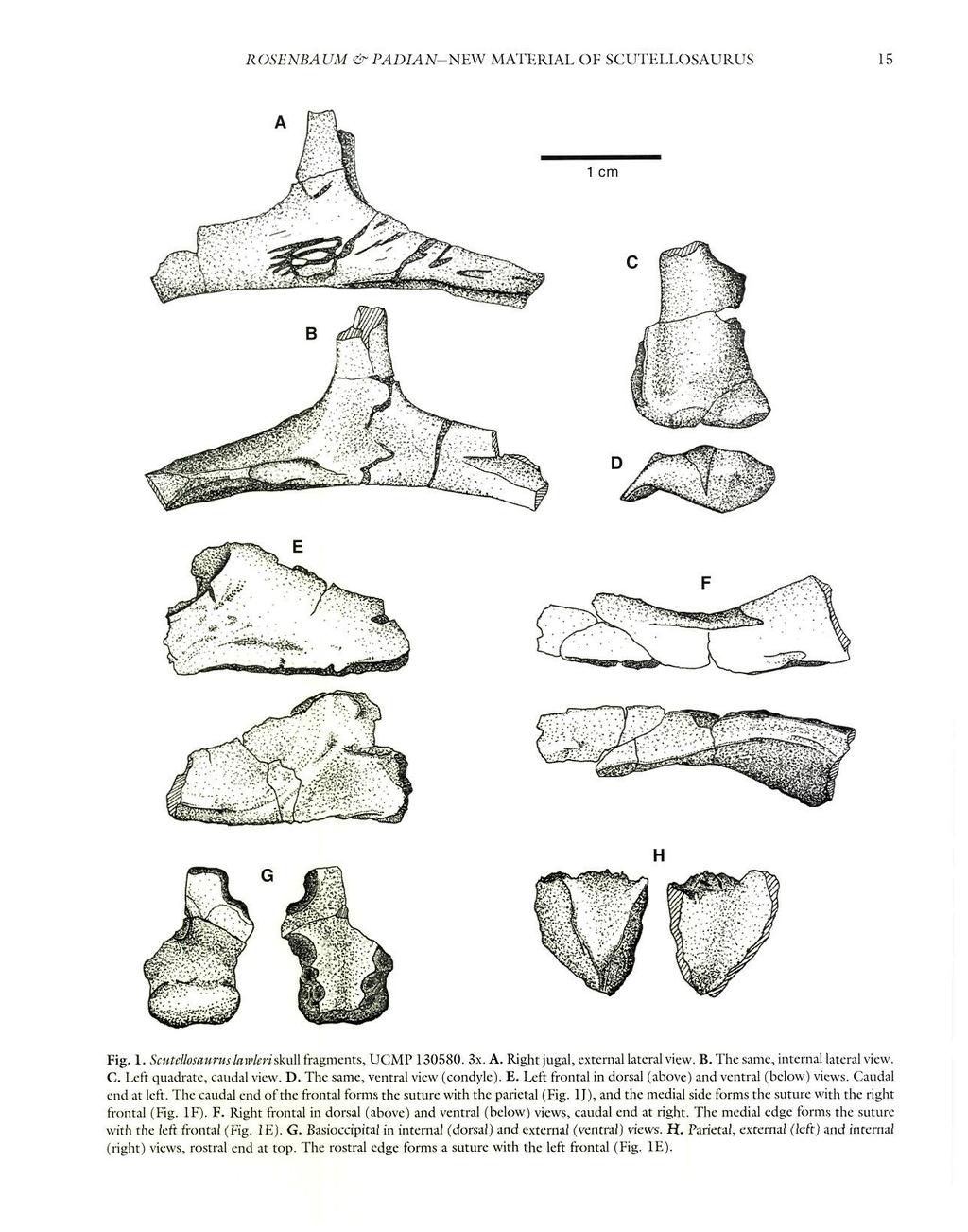 ROSENBAUM & PADIAN-NEW MATERIAL OF SCUTKLI.OSAURUS 15 Fig. 1. ScutcttosauruslawleriskaH fragments, UCMP 130580. 3x. A. Right jugal, external lateral view. B. The same, internal lateral view. C.