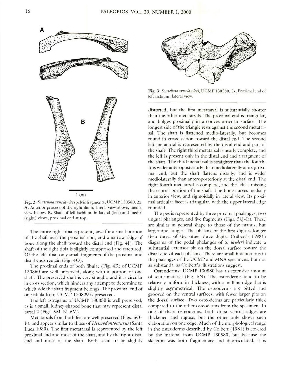 16 PALEOBIOS, VOL. 20, NUMBER 1, 2000 Fig. 3. Scutetlosauruslaivleri, UCMP 130580. 3x. Proximal end of left ischium, lateral view. 1 cm Fig. 2. Scutellosaurttslawkripclvic fragments, UCMP 130580. 2x.