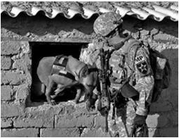 Reason As a Special Operations Combat Medic, you are responsible to provide emergency medical care to a government owned animal in the absence of veterinary assets.