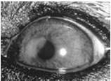 conjunctiva and sclera,