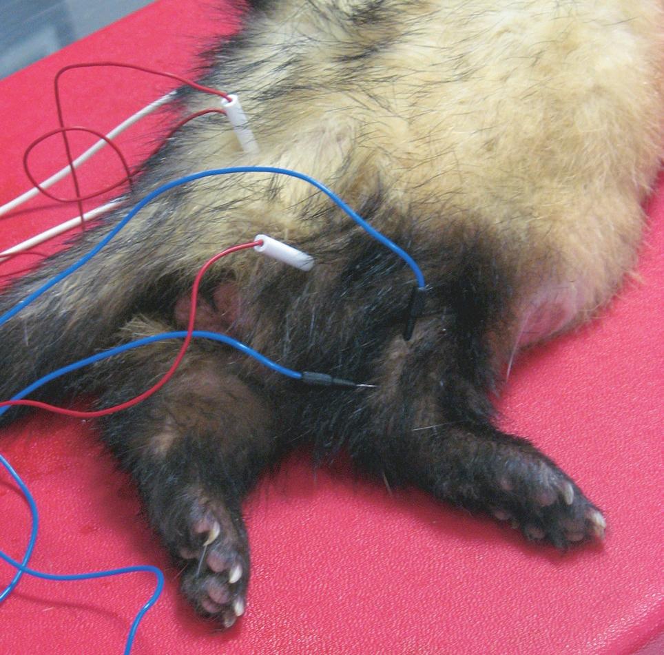 wires), and recording (white and black wires). The single red and white wire whose needle is inserted between distal stimulation and recording is the ground electrode.