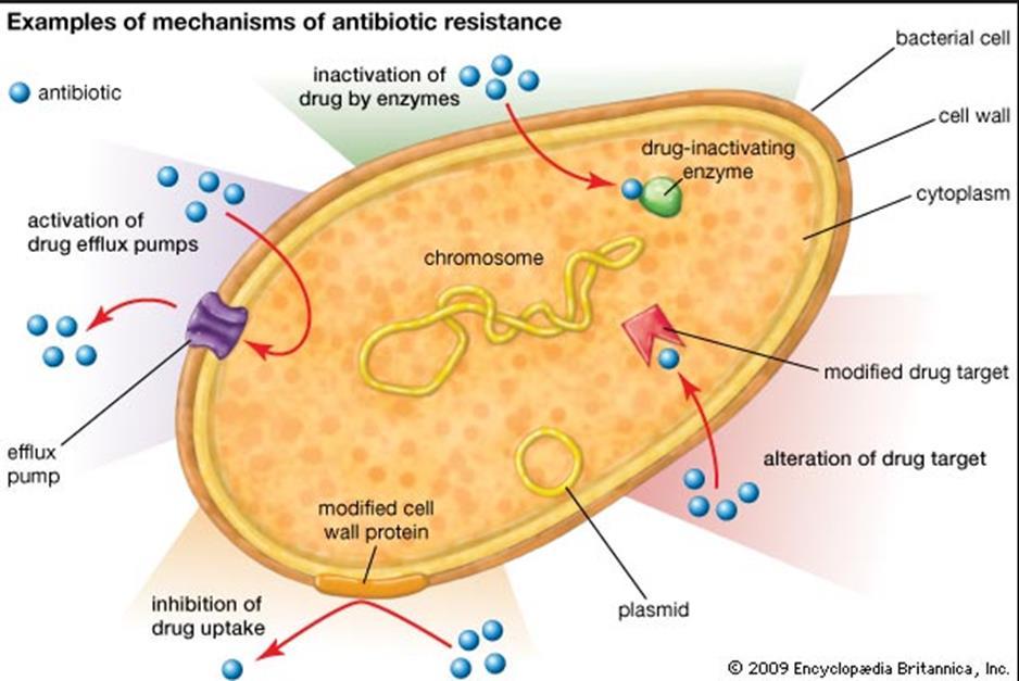 MAJOR MECHANISMS OF RESISTANCE Change the antibiotic binding site Destroy