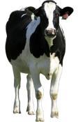Lactating Cow Products Cefa-Lak Today Hetacin-K Albacillin Pirsue Amoxi-Mast