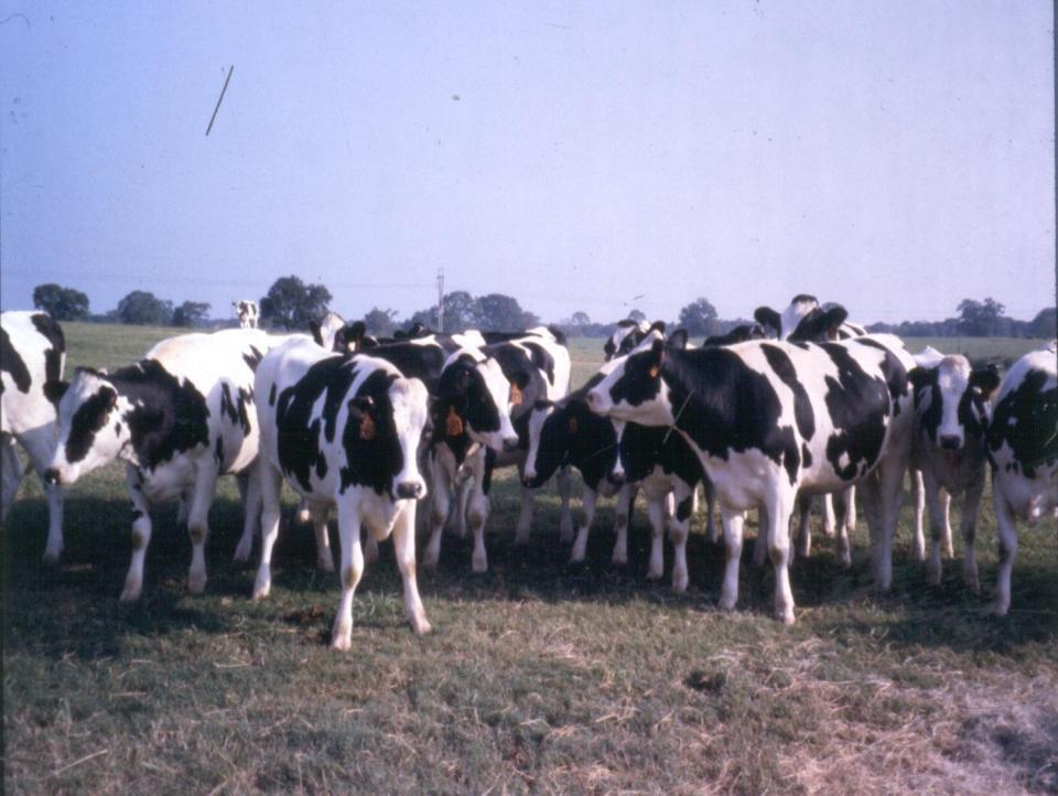 73% Holstein heifers infected 2 wk prepartum Treated with: Penicillin/novobiocin or Pirlimycin