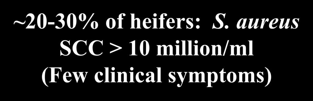 ~20-30% of heifers: