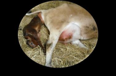 Mastitis increases around time of calving P A R T U R I T I O N Innate immunity: most important defense of the mammary gland Relies heavily on the