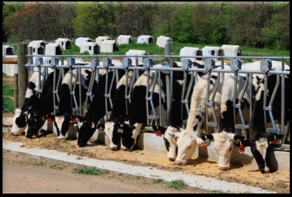 40 heifers on feeding trial