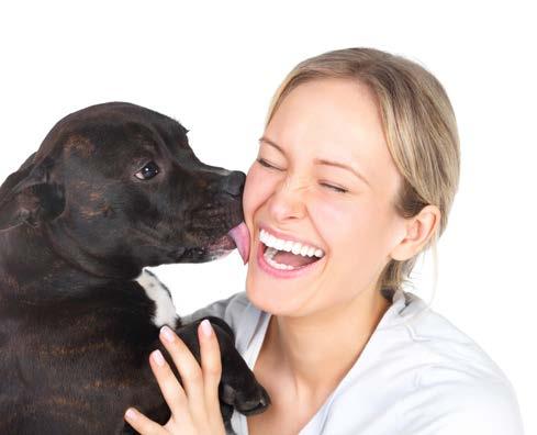 WHY DOES MY DOG LICK ME? As you might have noticed, dogs just love to lick humans! Why all this licking? Well, the behavior is deeply ingrained in a dog.