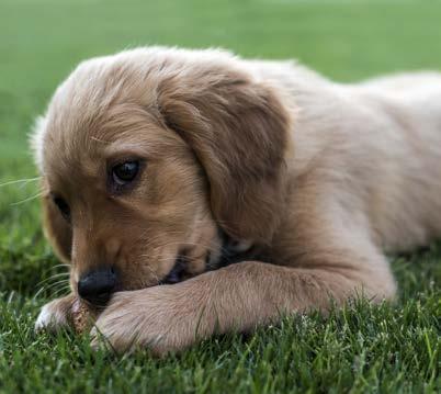 WHY DOES MY DOG EAT GRASS? First of all, despite what you may have heard, dogs do not engage in this behavior to make themselves throw up.