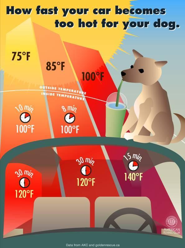 NEWS FOR THE DOG FANCIER Page 4 of 6 How Fast Can Your Car Become Too Hot For Your Dog?