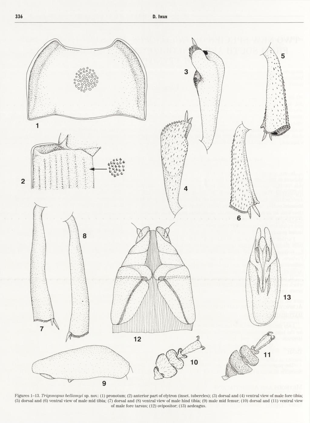 9 Figures 1-13. Trigoiiopiis bellamyi sp. nov.