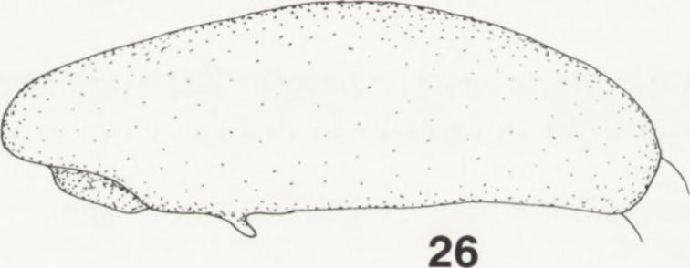 (20, 24) dorsal and (21, 25)