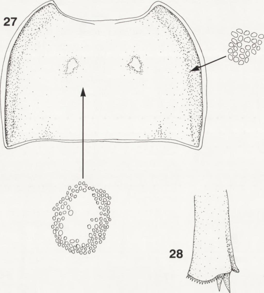 sim ilis Iwan, 1997 (male fore tibia without denticle), but distinguished from this species by the puncturation of pronotum (cf. Figs 1 and 27). Description. Body length 18.0-18.6 mm, pl/pb = 0.61-0.