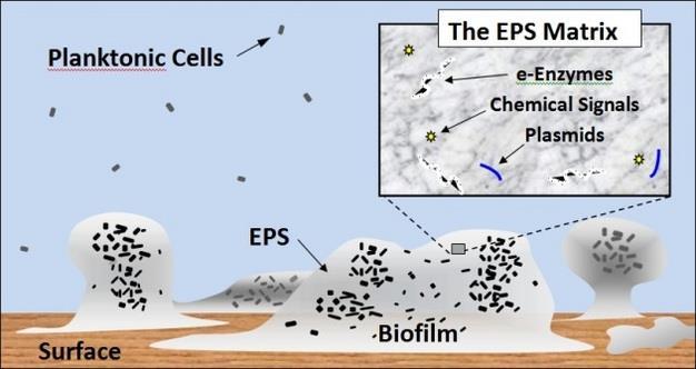 Complex community of bacteria bound in matrix Protects them from environmental and other stresses Interact in complex ways, bugs behave very differently in biofilm Biofilm bacteria 50-1000x more