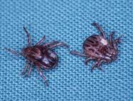 Ticks and tick-borne diseases: emerging problems? Andrew S. Peregrine E-mail: aperegri@ovc.uoguelph.