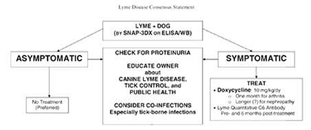 Submit tick for PCR evaluation of B. burgdorferi If a dog genuinely tests positive for B.