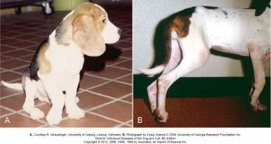 Typical clinical signs in dogs Borrelia burgdorferi (Lyme disease): - disease incubation = 2-5 months: - fever, anorexia, polyarthritis - shifting leg lameness, joint swelling - lymphadenomegaly