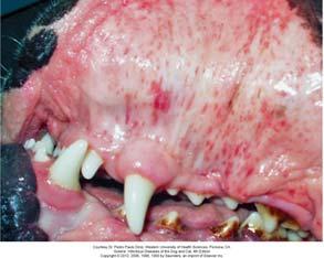 Ehrlichia canis: mucosal petechiae Ehrlichia canis: scleral bleeding Typical