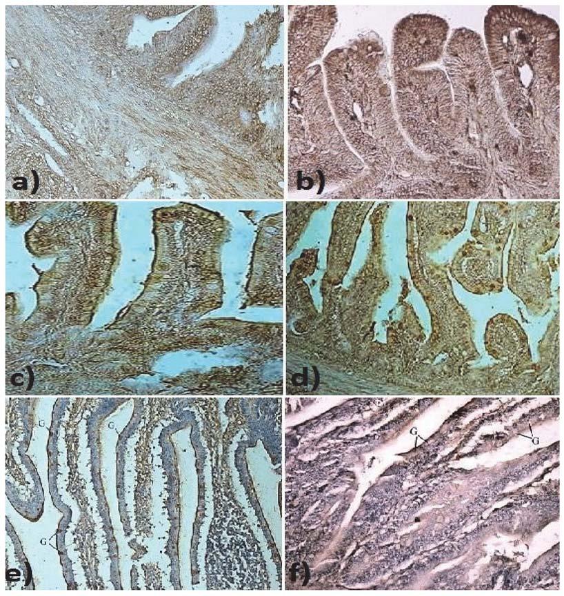 Glucose transporters GLUT-2 and GLUT-5 in ostrichs gastrointestinal tract Figure 3. Terminal zone of ileum: a) Weak staining for GLUT-2 in ileal epithelium in ostriches after hatching.