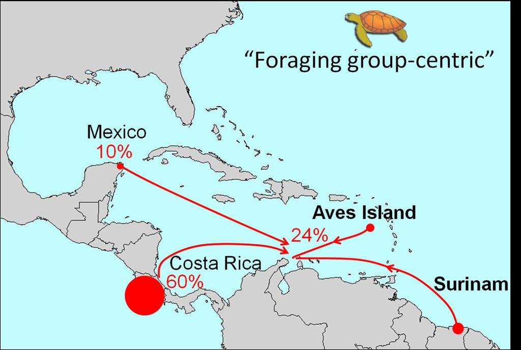 4. Origins sub/adults Another factor: distance? Progressive Hypothesized philopatry? routes 6% other colonies Conclusions 1. Large area of food resources. 2. Among highest CPUE reported for Caribbean.