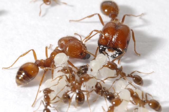 Solenopsis geminata (Tropical Fire Ant) Order: Hymenoptera (Ants, Wasps and Bees) Class: Insecta (Insects) Phylum: Arthropoda (Arthropods) Fig. 1. Tropical fire ant, Solenopsis geminata. [https://www.