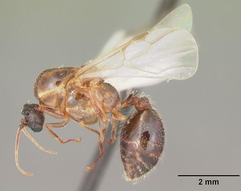 Fig. 4. Alate (winged) male tropical fire ant. [http://www.antwiki.