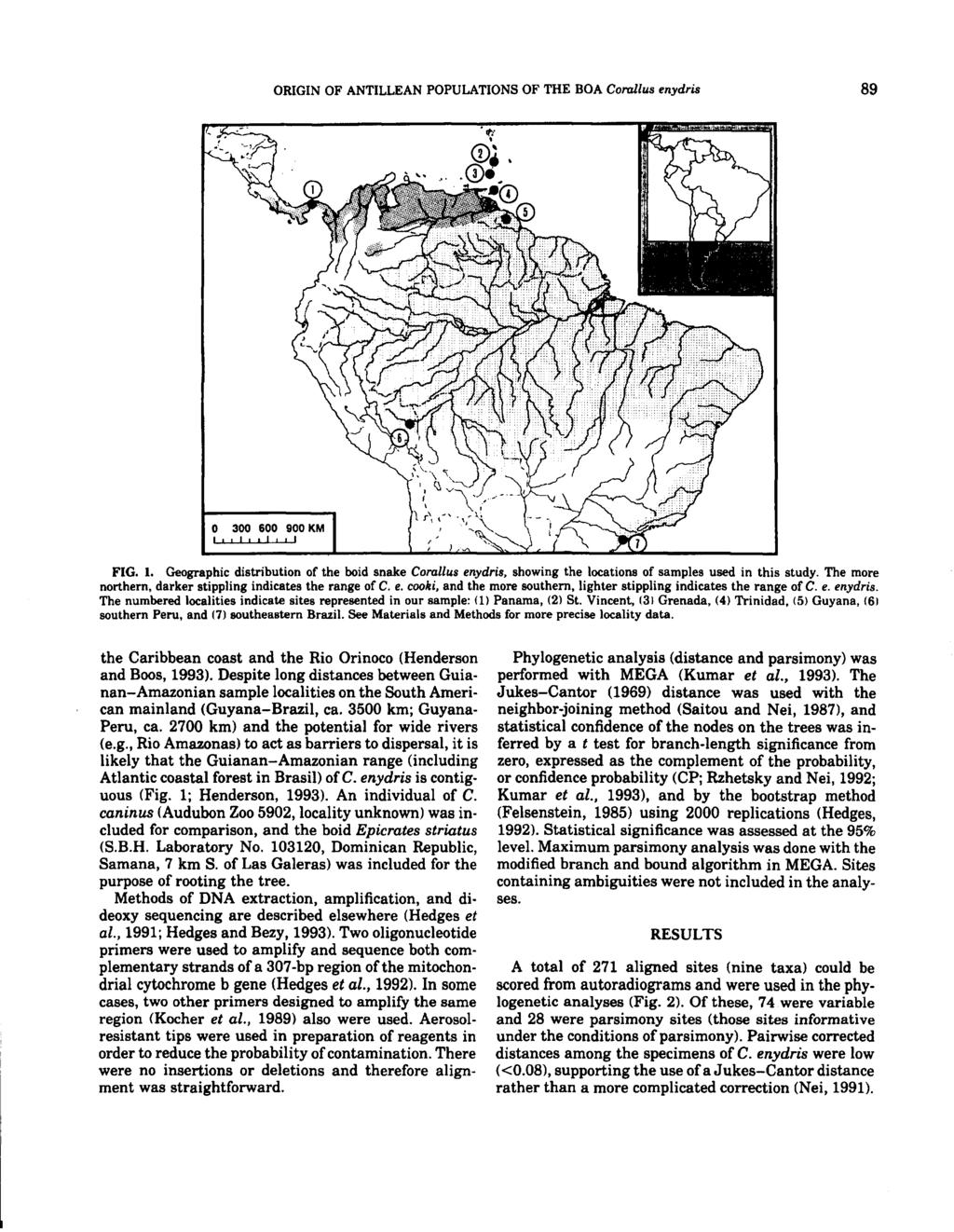 ORIGIN OF ANTILLEAN POPULATIONS OF THE BOA Corallus enydris 89 o 300 600 900 KM 1'1 1,1 I I I I FIG. 1. Geographic distribution of the boid snake Corallus enydris, showing the locations of samples used in this study.