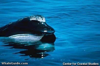Balaenidae: Right whales Mysticete