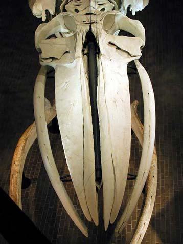 balaenidae; Upper skull surface typically