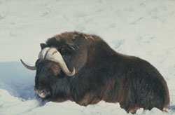 Canada s arctic tundra. Superficially the muskox resembles the bison: humped shoulders and a long black coat accentuate the shortness of its legs.