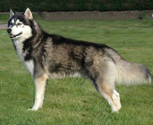 Learn the Breeds: Siberian Husky The Siberian Husky is a is a medium size working dog breed that originated in north-eastern Siberia Russia. The breed belongs to the Spitz genetic family.