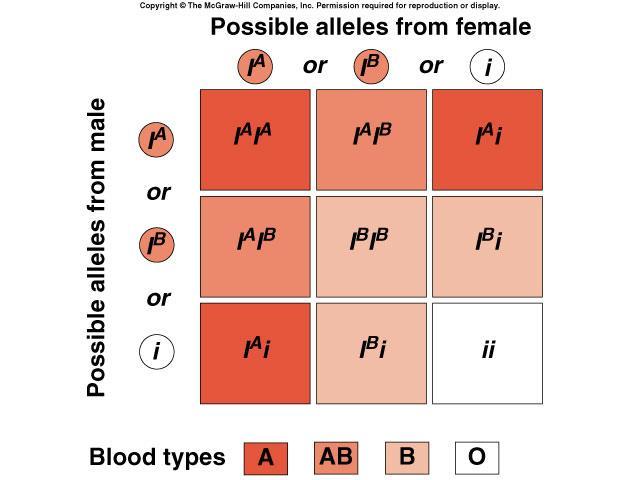 Examples of Multiple Alleles 2.