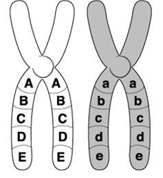 What is an Allele? Alleles are the different possibilities for a given trait.