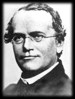 Gregor Mendel Father of Genetics 1 st important studies of heredity Identified