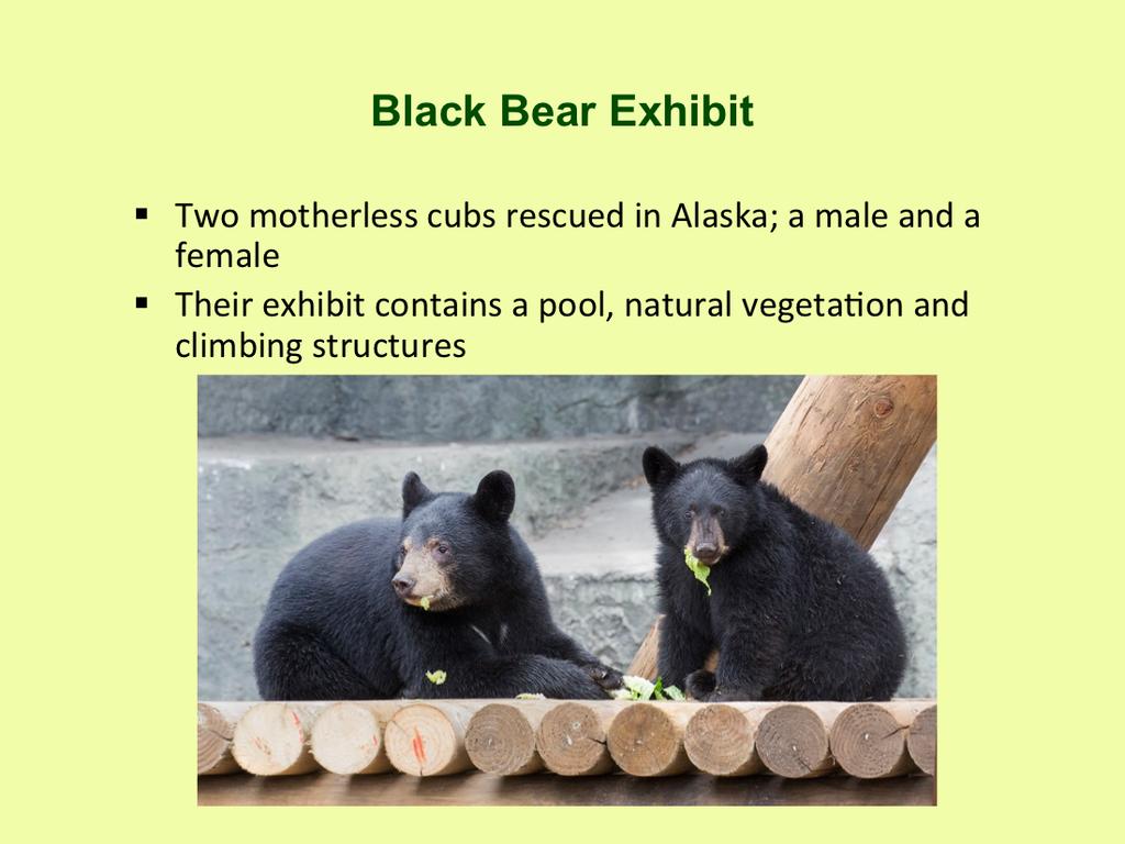 The motherless black bear cubs, one male and one female, were found emaciated and wandering alone in Alaska hundreds of miles apart in