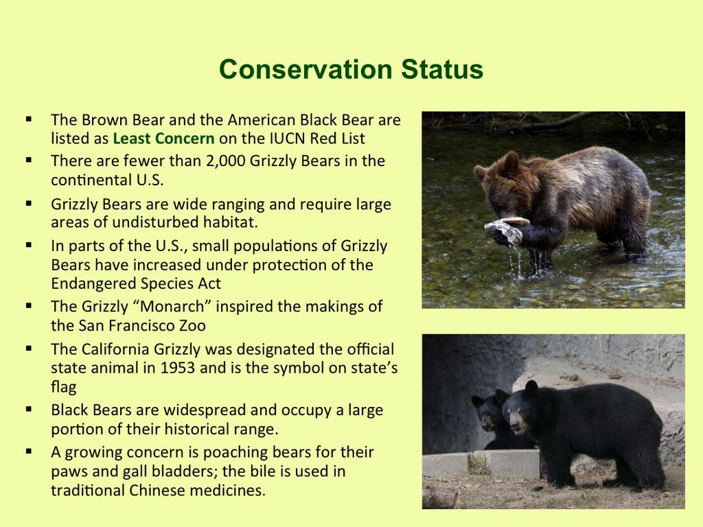 The Brown Bear is the most widely distributed ursid. It once ranged across a large portion of western North America, including northern Mexico.