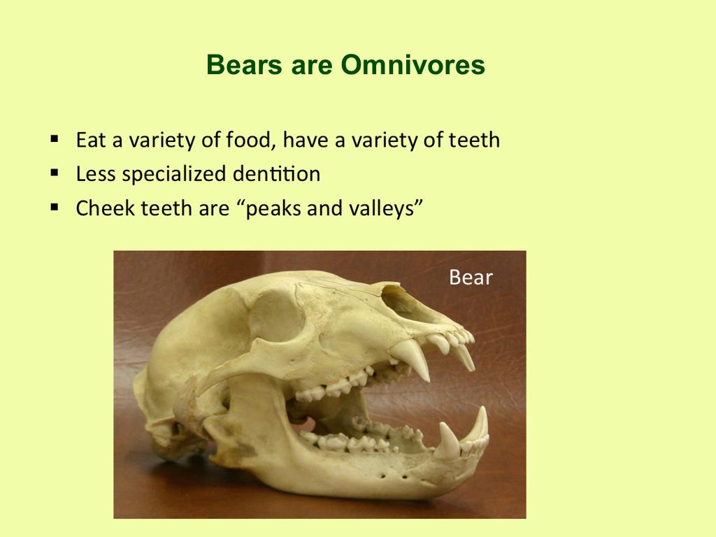 All bears are omnivores, but each species has a unique diet their teeth tell the story.