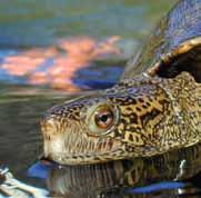 State of the Turtle Raising Awareness for Turtle Conservation 1 January 2011 Trouble for Turtles The fossil record shows us that turtles, as we know them today, have been on our planet since the