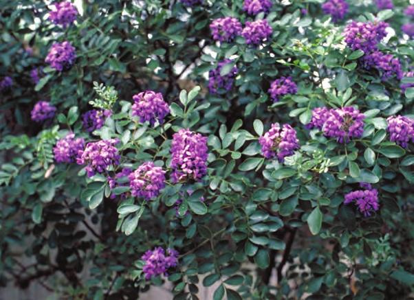 It can grow in poor soil, and it has beautiful purple flowers in the springtime.